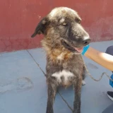 Adopta a Lia 2