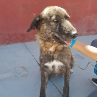 Adopta a Lia 2