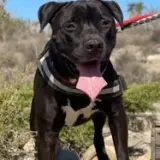 Adopta a Cassian
