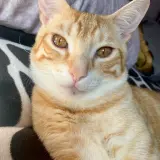 Adopta a Nino