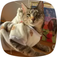 Adopta a Stella