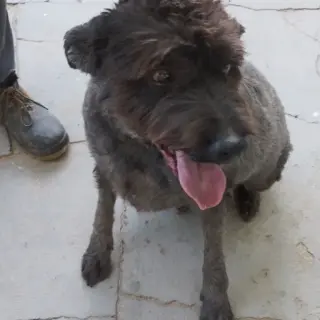 Canelo