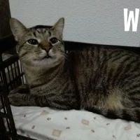 Adopta a Willy