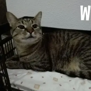 Willy
