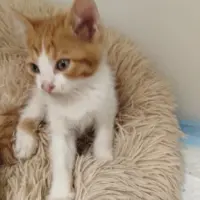Adopta a Tor