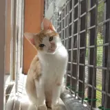 Adopta a Bart