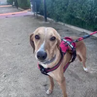 Adopta a Nala