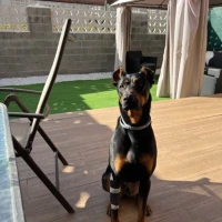 Adopta a Melkor