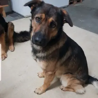 Loki