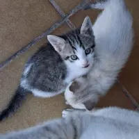 Adopta a Trusky Y Gigi