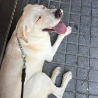 Adopta a Byron