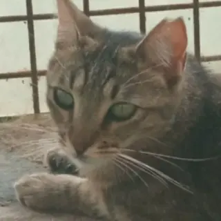 Marcella
