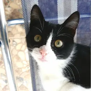 Novita