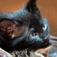 Adopta a Pepo