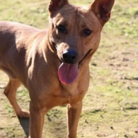 Adopta a Anubis