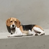 Adopta a Nala