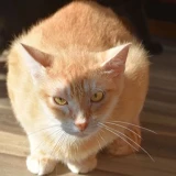 Adopta a Ginger la Camada