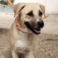 Adopta a Charlotte