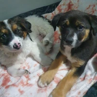 Adopta a Mia y Molly