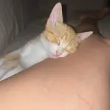 Adopta a Pier