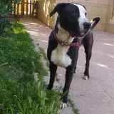 Adopta a Tara
