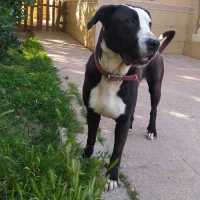 Adopta a Tara