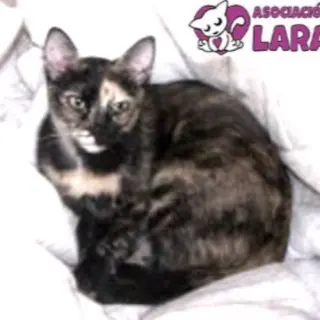 Bonnie