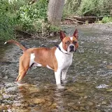 Adopta a Leon