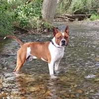 Adopta a Leon
