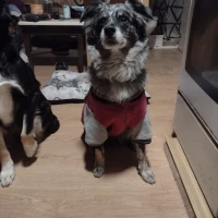 Adopta a Billie
