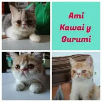 Adopta a Ami, Kawai Y Gurumi