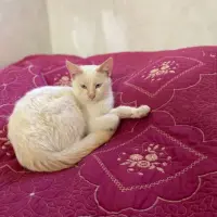 Adopta a Bola De Nieve
