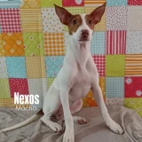 Adopta a Naxos