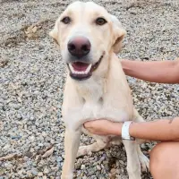 Adopta a Pedri