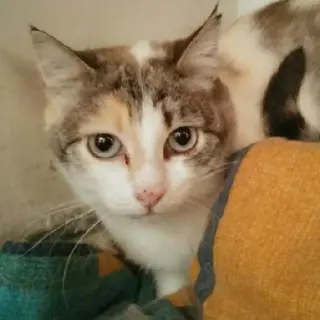 Kitty