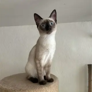 Manuela