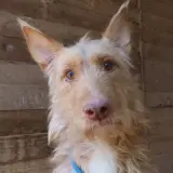Adopta a Betto