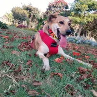 Adopta a Macarena