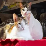 Adopta a Odin y Freia