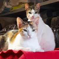 Adopta a Odin y Freia