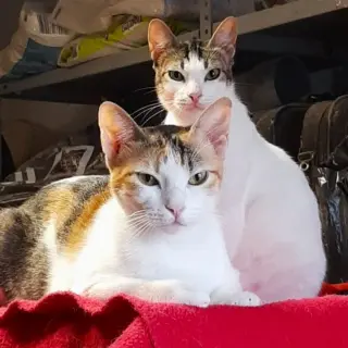 Odin y Freia
