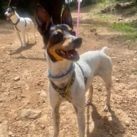 Adopta a Kris