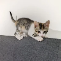 Adopta a L7Cku5