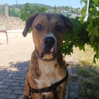 Adopta a Lucas de Jesus