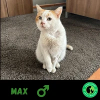Adopta a Max