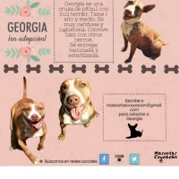 Adopta a Georgia,