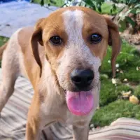 Adopta a Pepe