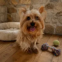 Adopta a Lilith