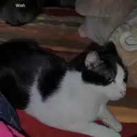 Adopta a Kemon