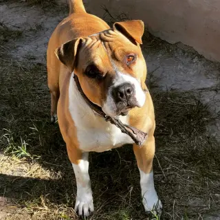 Charlie